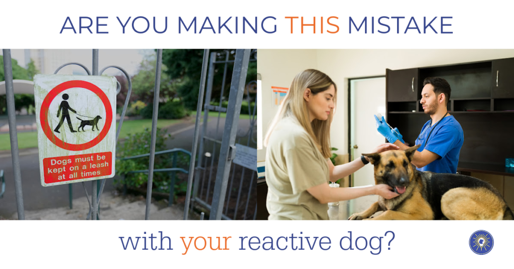 Are You Making This Mistake With Your Reactive Dog? - Lighten Up Dog ...