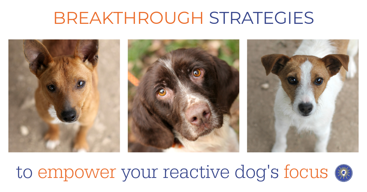 Care for reactive store dogs