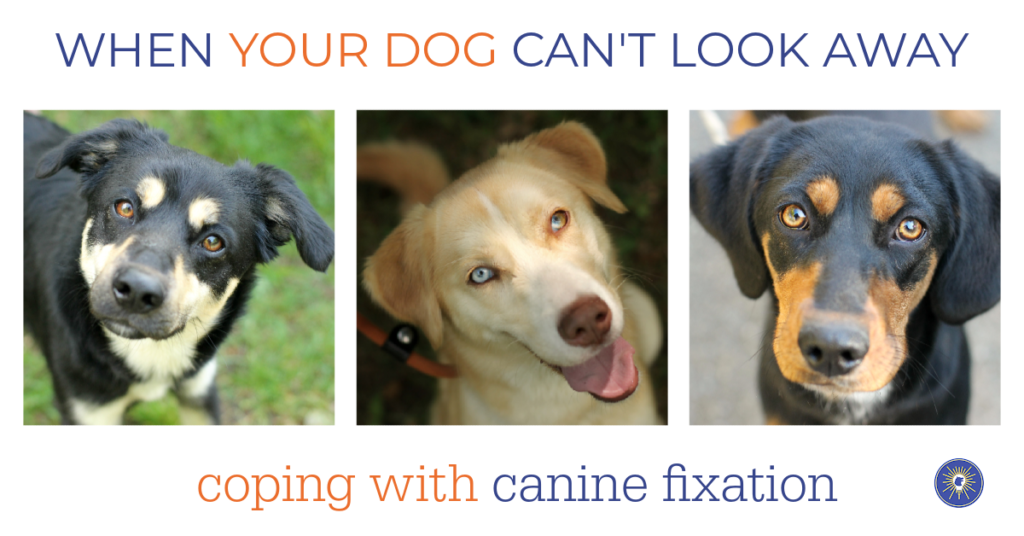 When Your Dog Can’t Look Away: Coping With Canine Fixation