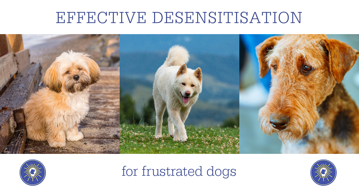 Effective Desensitisation for Frustrated Dogs